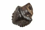 Fossil Pachycephalosaur Tooth - Montana #204638-1